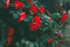 Rose rosse che sbocciano su un cespuglio con foglie verde scuro.