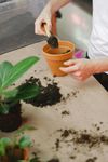 Persona che invasa una pianta; aggiunge terriccio a un vaso di terracotta vuoto con una cazzuola su un tavolo.