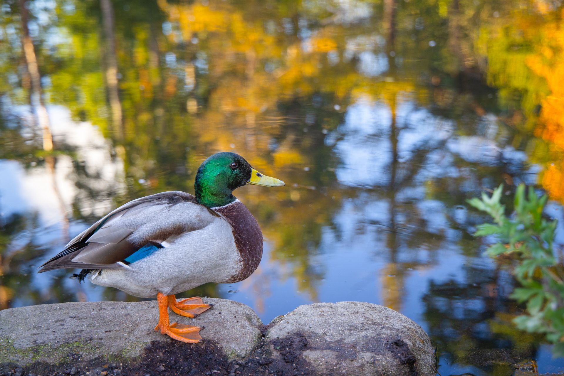 Harpenden Common Nature Trail