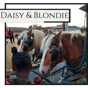 Two blonde horses hitched to a carriage at an outdoor event, labeled “Daisy & Blondie.”