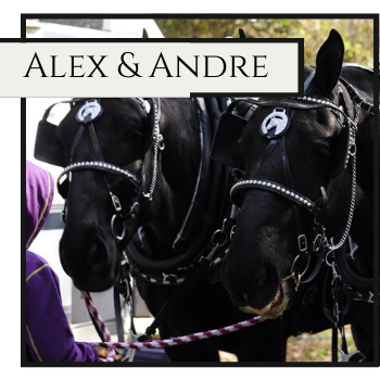 Two black horses in harness with “ALEX & ANDRE” banner on their bridles