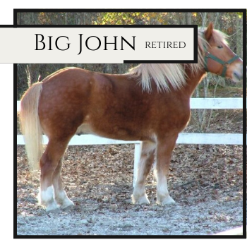 Brown-and-white pony labeled “Big John Retired” standing in a paddock with a white fence
