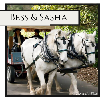 White horse-drawn carriage labeled “Bess & Sasha” on a tree-lined road