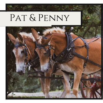 Two brown horses harnessed side by side under the title “Pat & Penny”