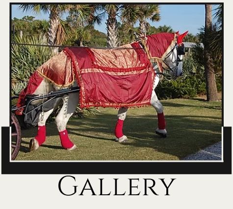 Decorated white horse in red costume standing on grass in a gallery display