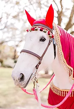 White horse wearing red and pink decorative tack with floral accents outdoors
