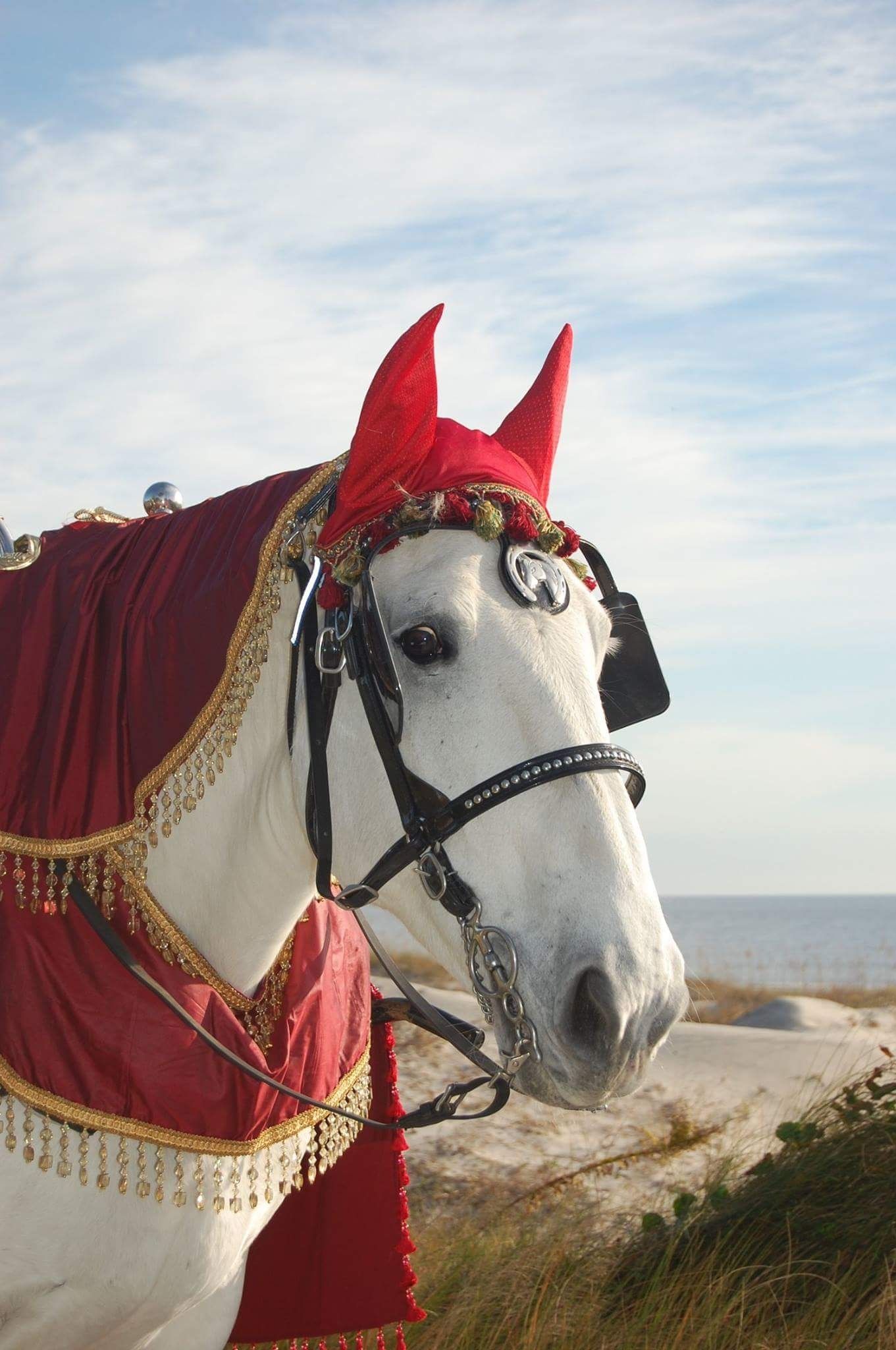White horse in a red costume with gold trim standing outdoors near the sea