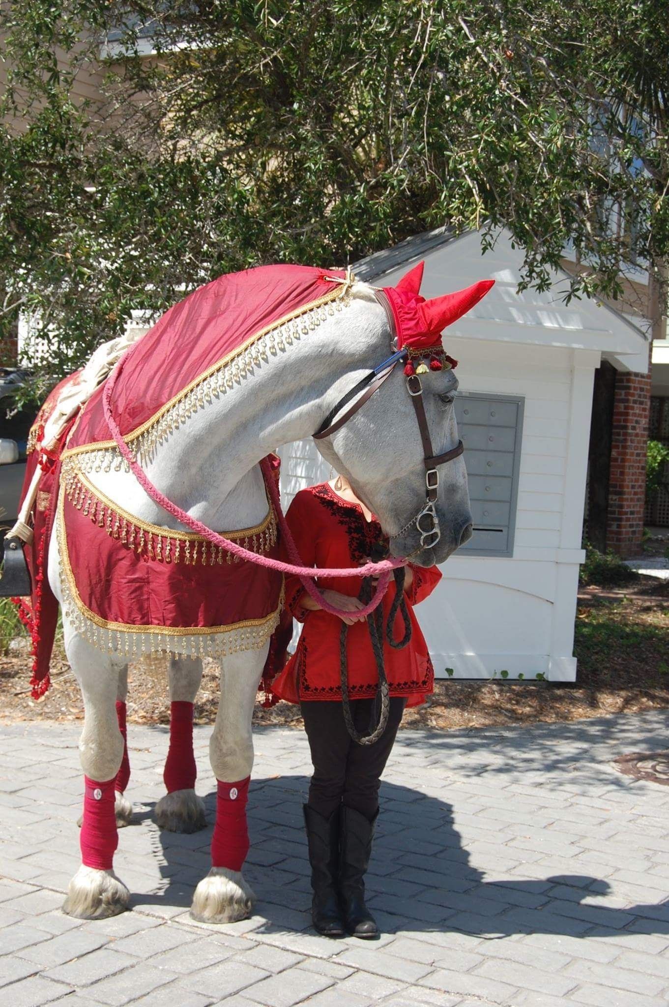 White horse in a red costume standing beside a person in a red jacket outdoors