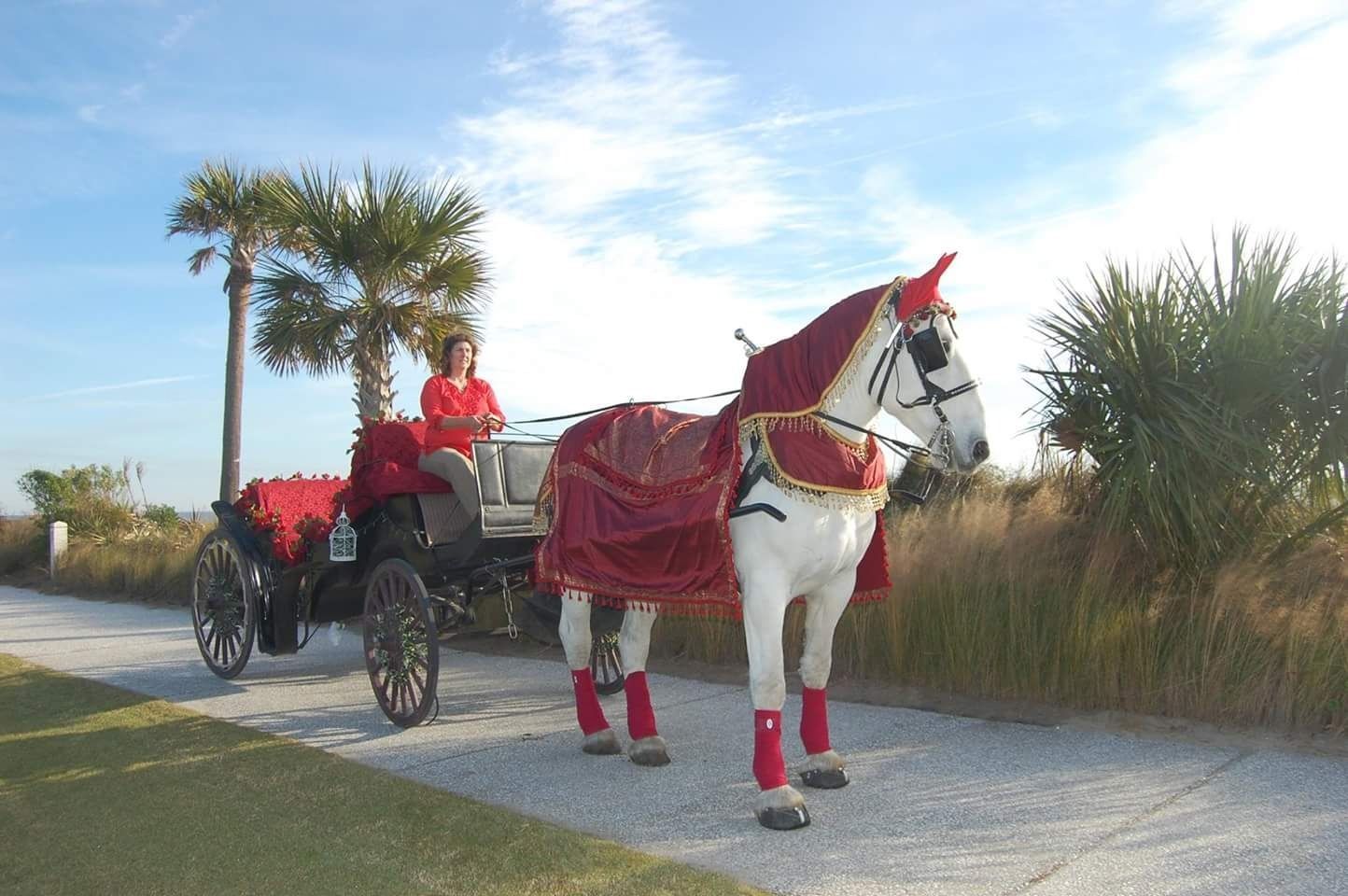 Horse-drawn carriage with a white horse in red harness on a coastal path at sunset