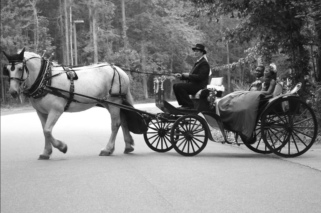 Horse-drawn carriage with driver on a tree-lined road, seen in black and white.