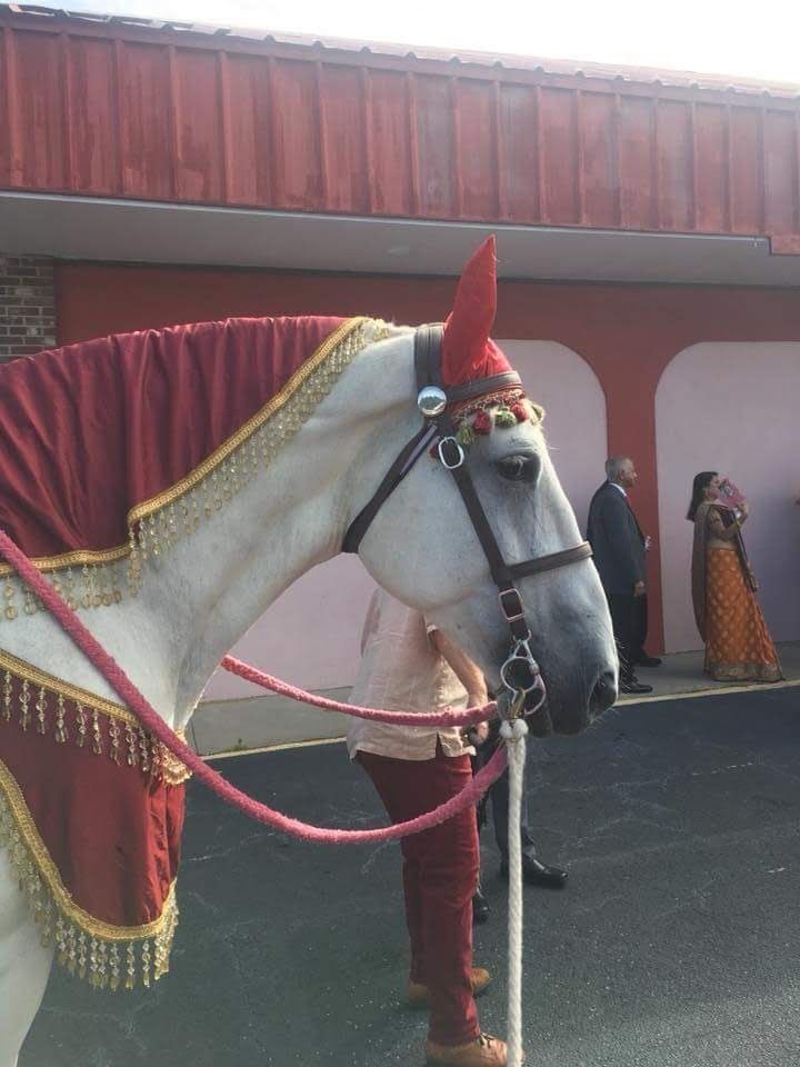 White horse in red ceremonial blanket and hat, standing beside a building.