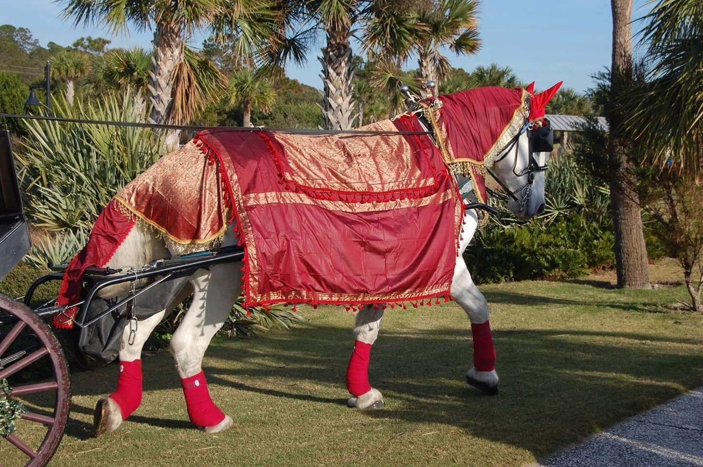 White horse in red-and-gold ceremonial blanket, standing outdoors on grass with palm trees in the background