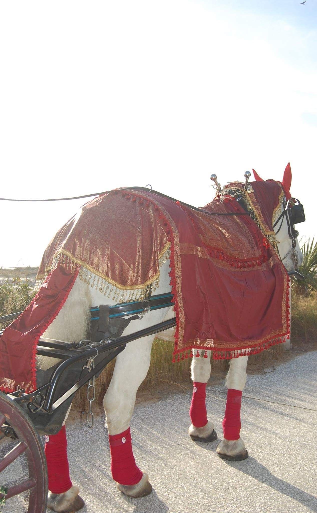 Decorated white horse in red saddle cloth and leg wraps, standing outdoors in bright sun