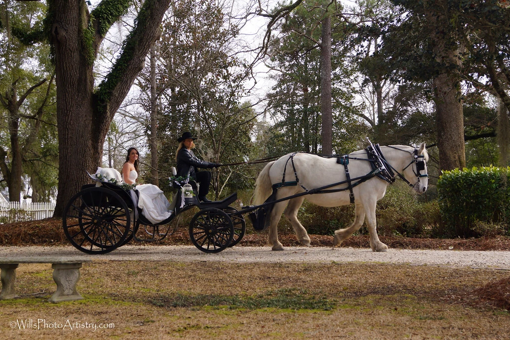White horse pulling a black carriage with two people on a tree-lined path in a park
