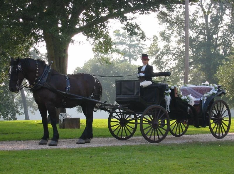 Black horse pulling a decorated carriage in a park, with a driver in formal attire.
