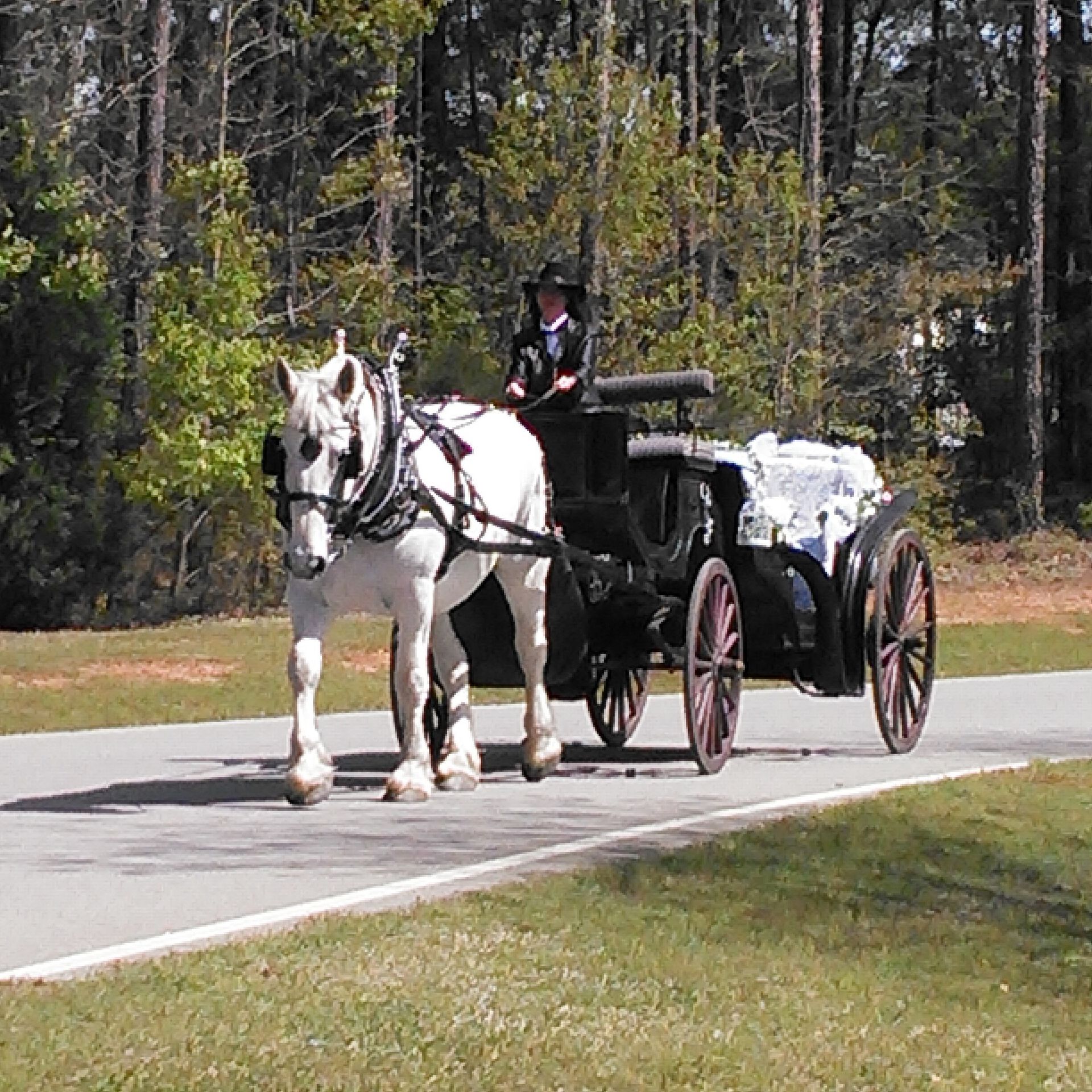 White horse pulling a black wagon with a driver on a paved road beside trees