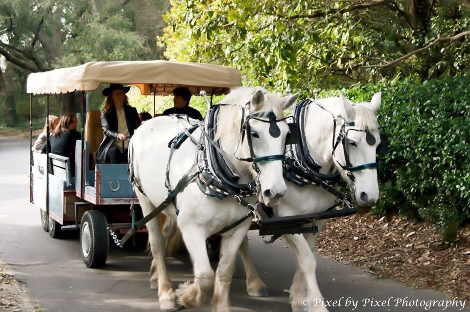 Two white horses pulling a covered carriage on a tree-lined road
