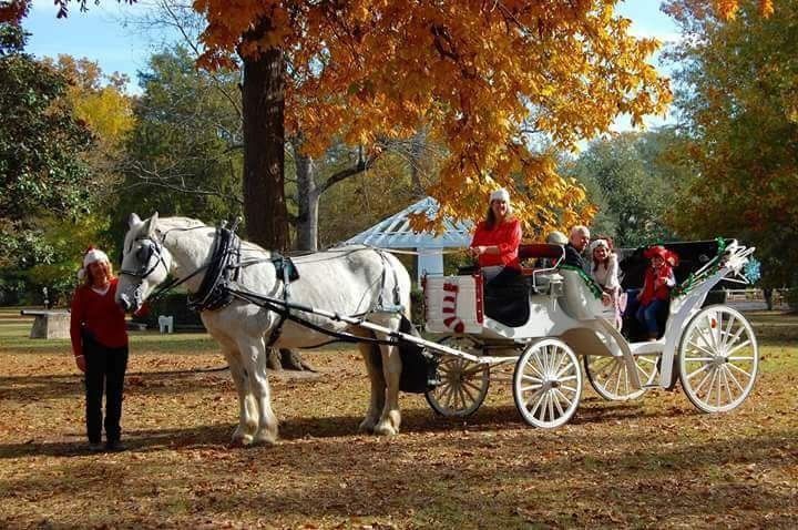 White horse pulling a white carriage with passengers in an autumn park