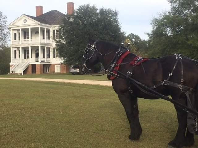 Black horse in harness standing on a grassy lawn in front of a large white house.