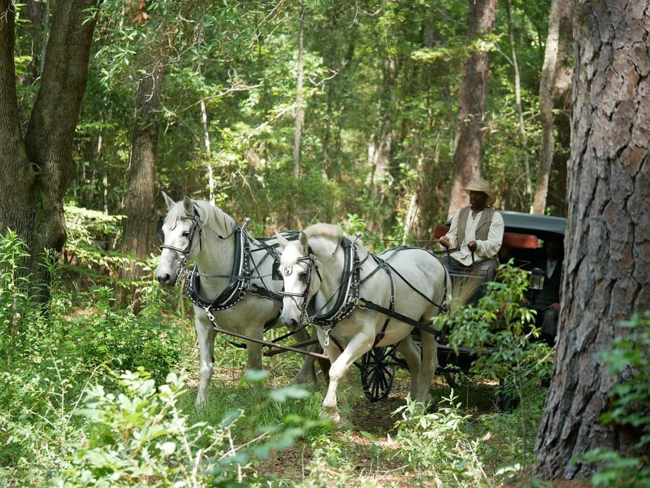 Two white horses pull a carriage through a wooded forest path, with a driver seated behind them.
