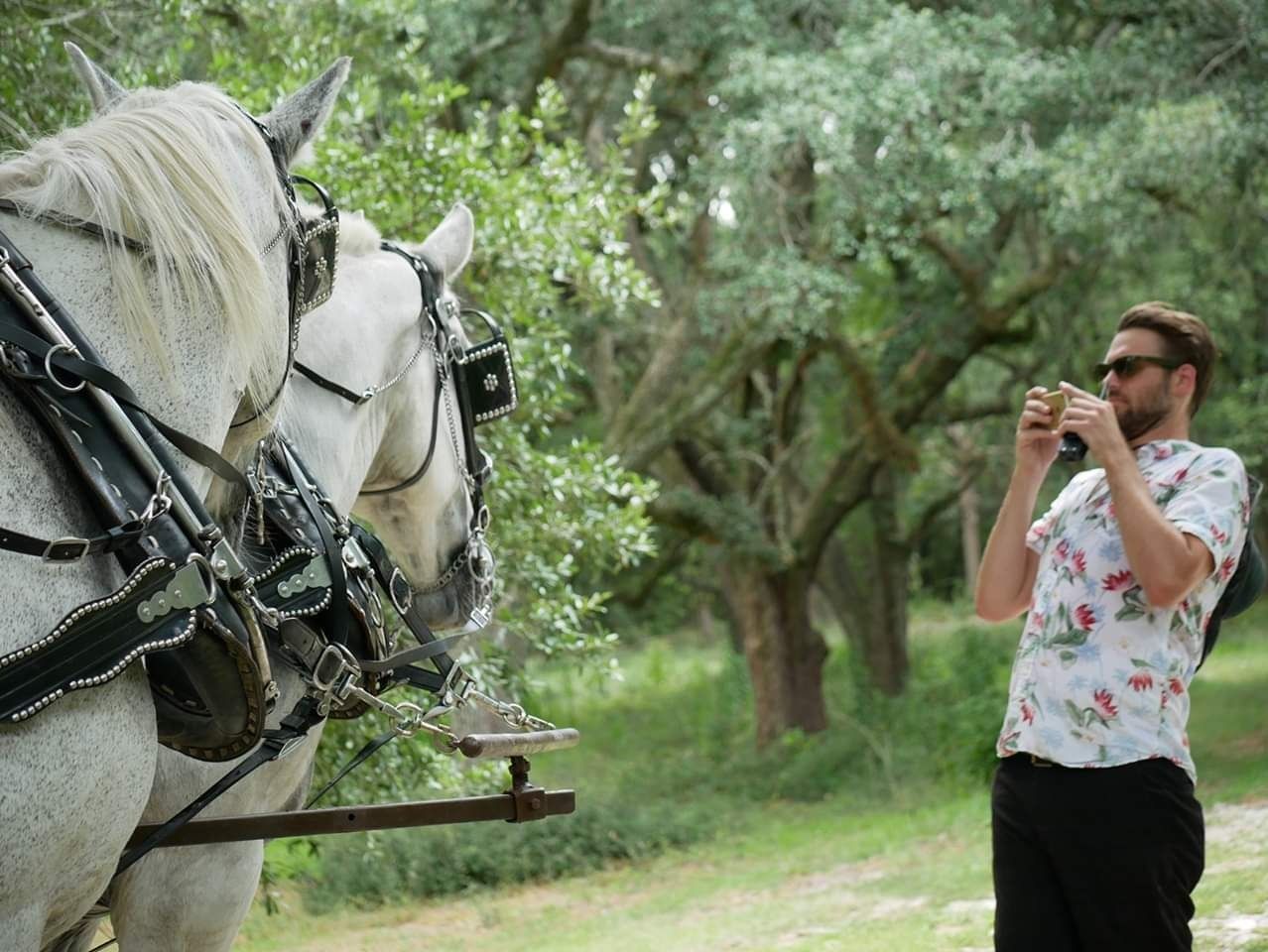 Man photographing two white horses harnessed in a grassy orchard