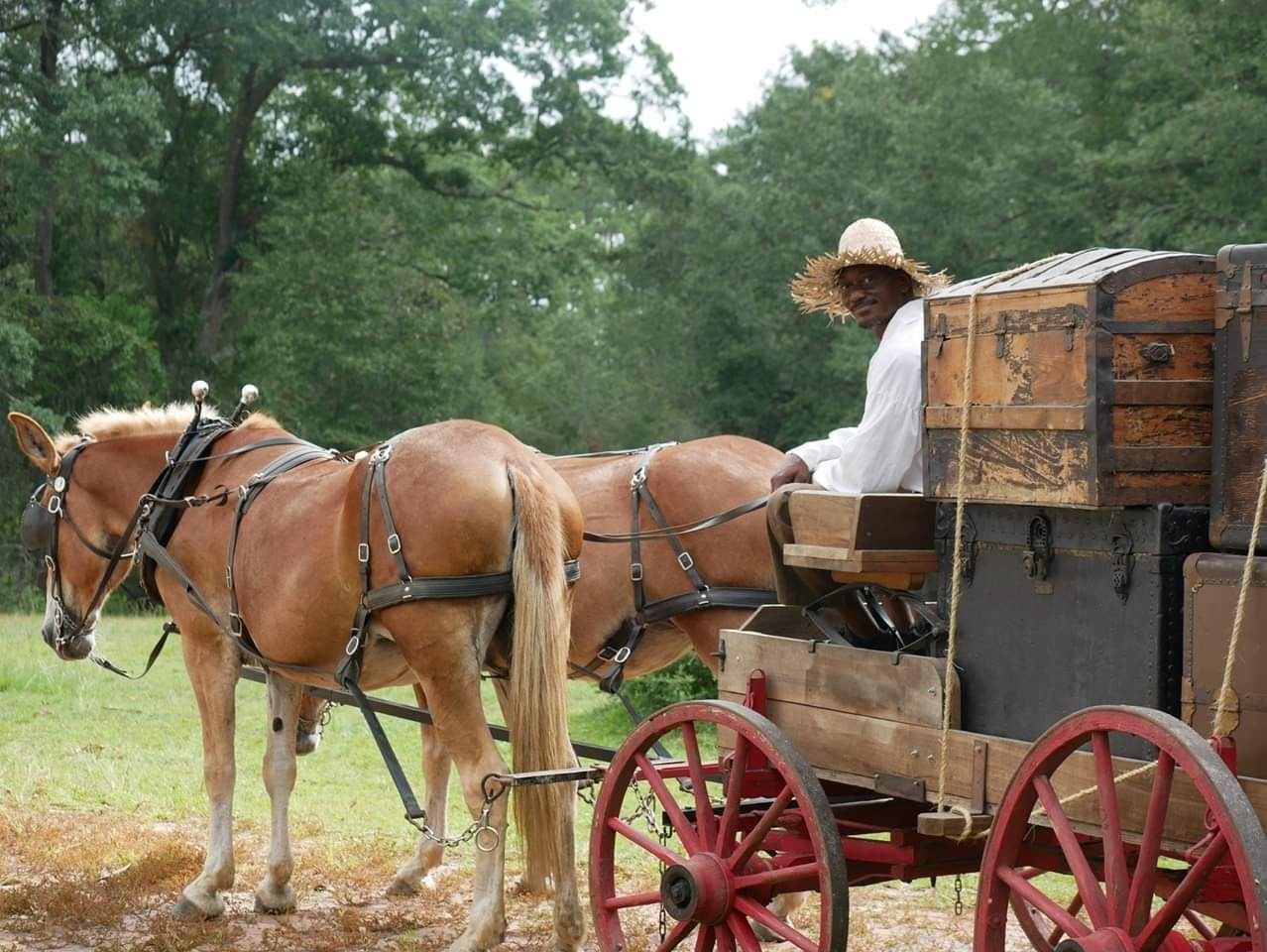 Horse-drawn wagon with a seated driver on a grassy path beside trees and a wooded field.