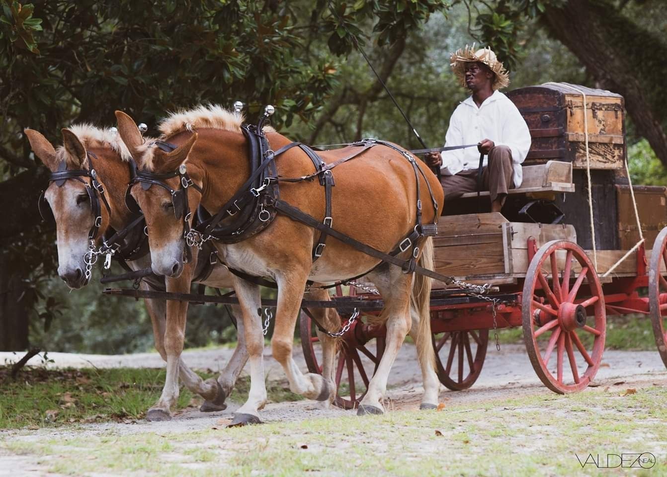 Two horses pulling a wooden cart with a driver on a dirt road