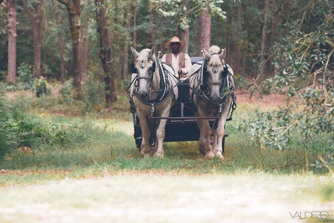Two horses pulling a cart through a wooded path, with a person riding behind them.