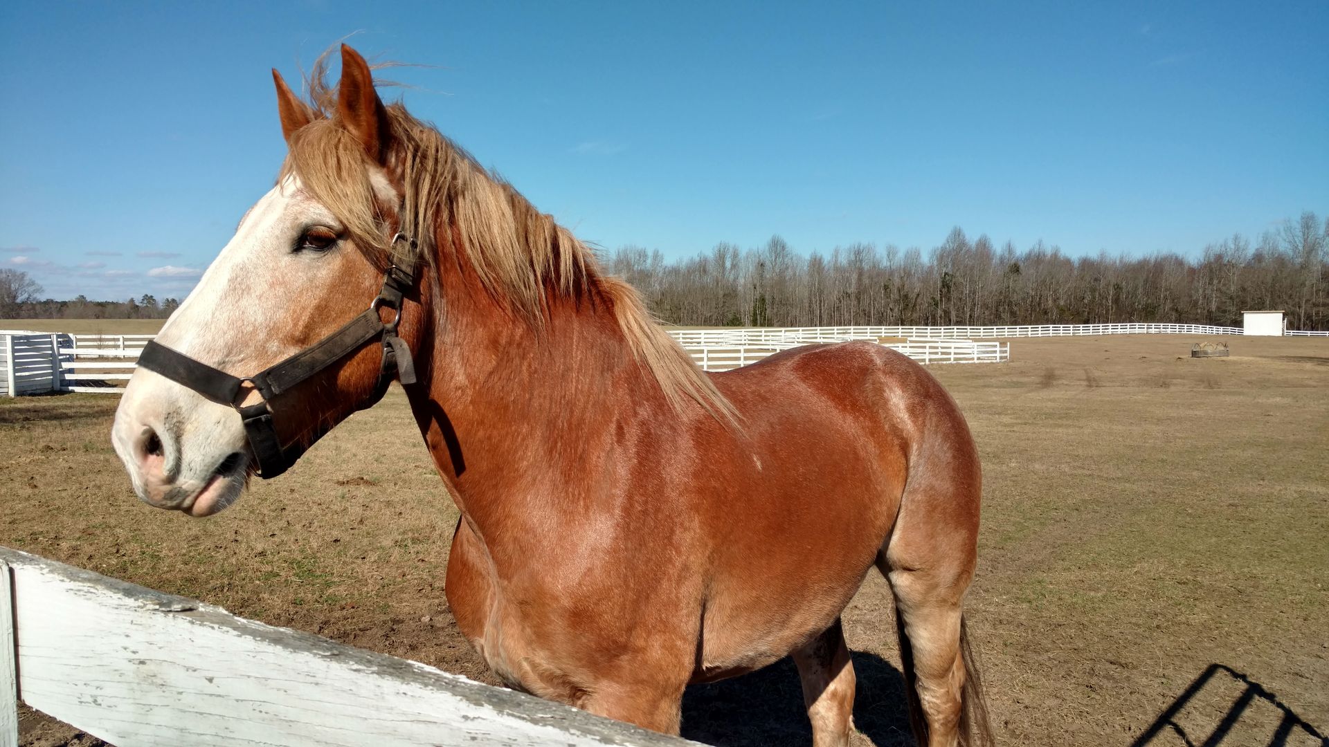 Brown horse standing in a paddock on a sunny day, wearing a halter