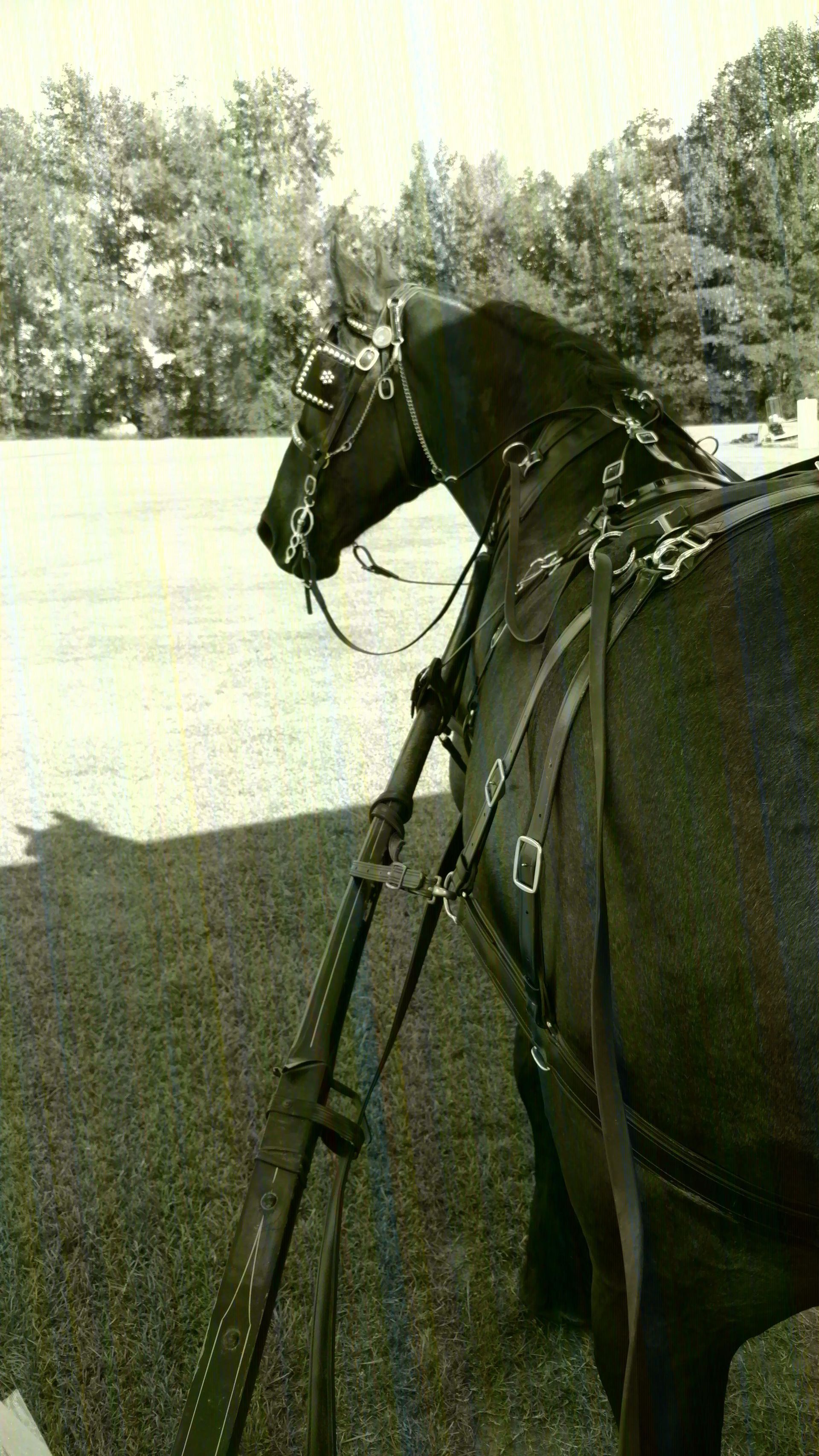 Dark horse harnessed in a snowy field, viewed from behind with trees in the background