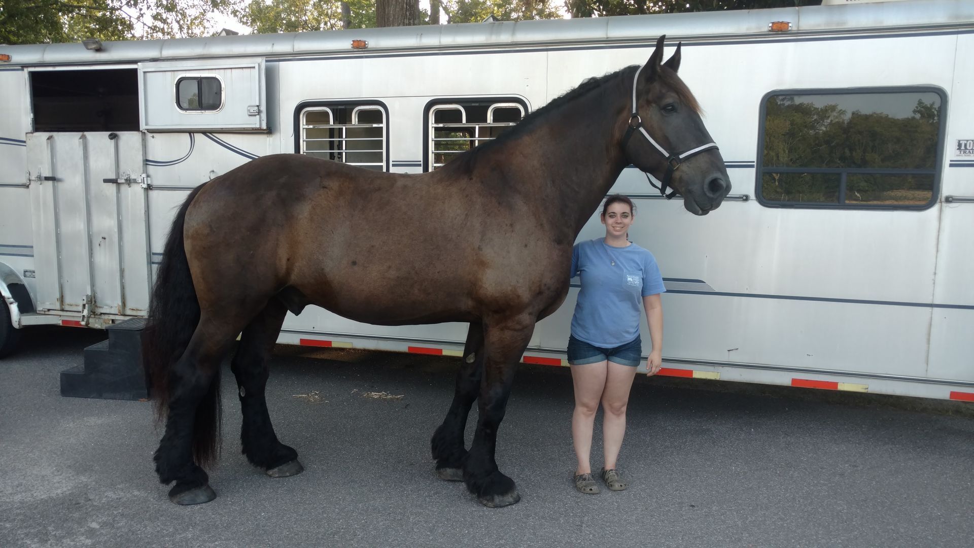 Large dark brown horse stands beside a person in blue shirt in front of a silver horse trailer.