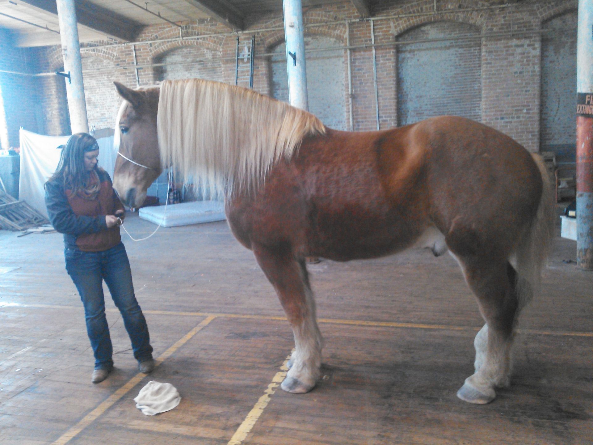 Large brown-and-white horse standing indoors beside a person in a stable-like barn, with a long blond mane