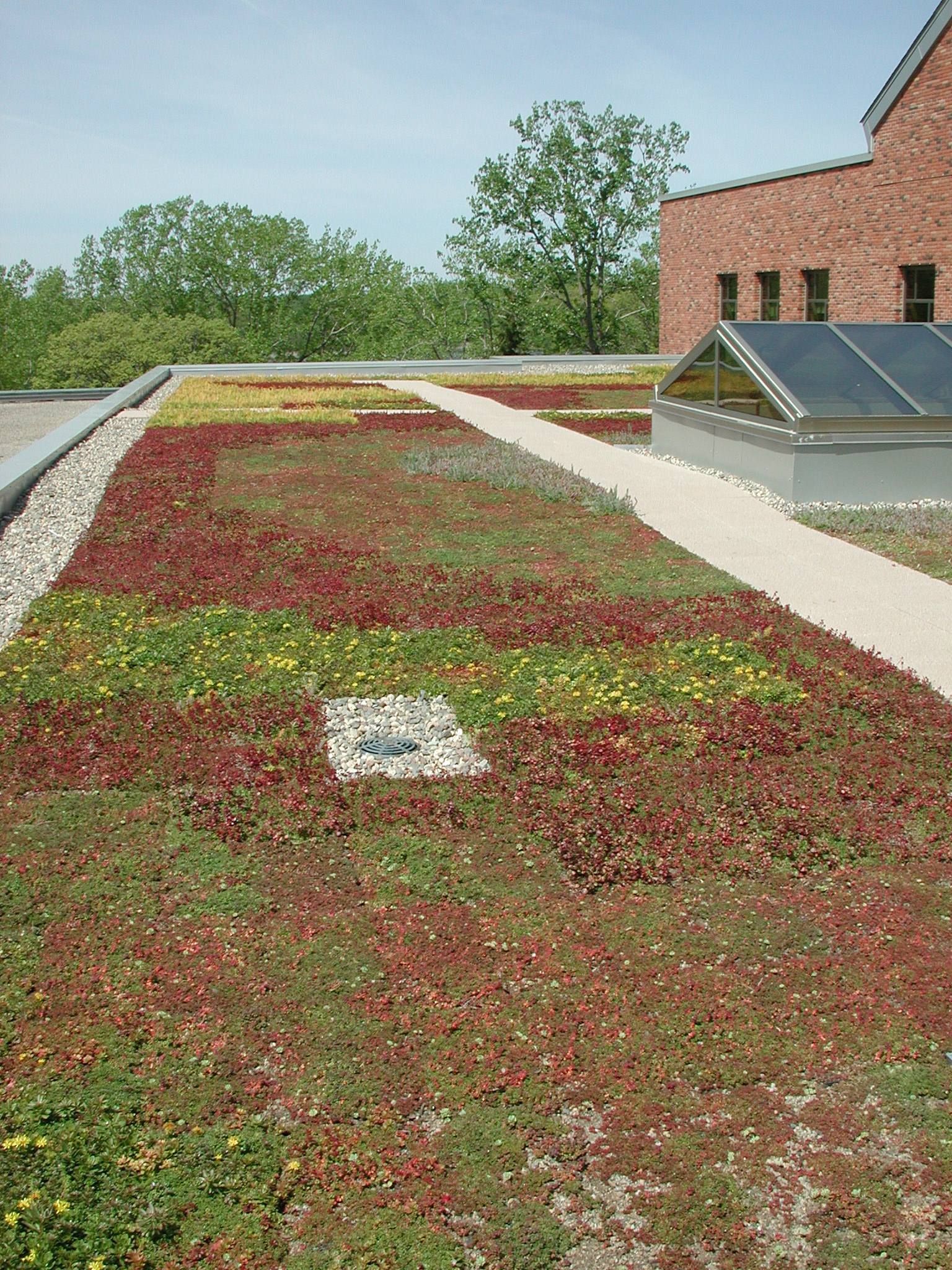 Green roof with red, yellow, and green vegetation, a pathway, and a building in the background.