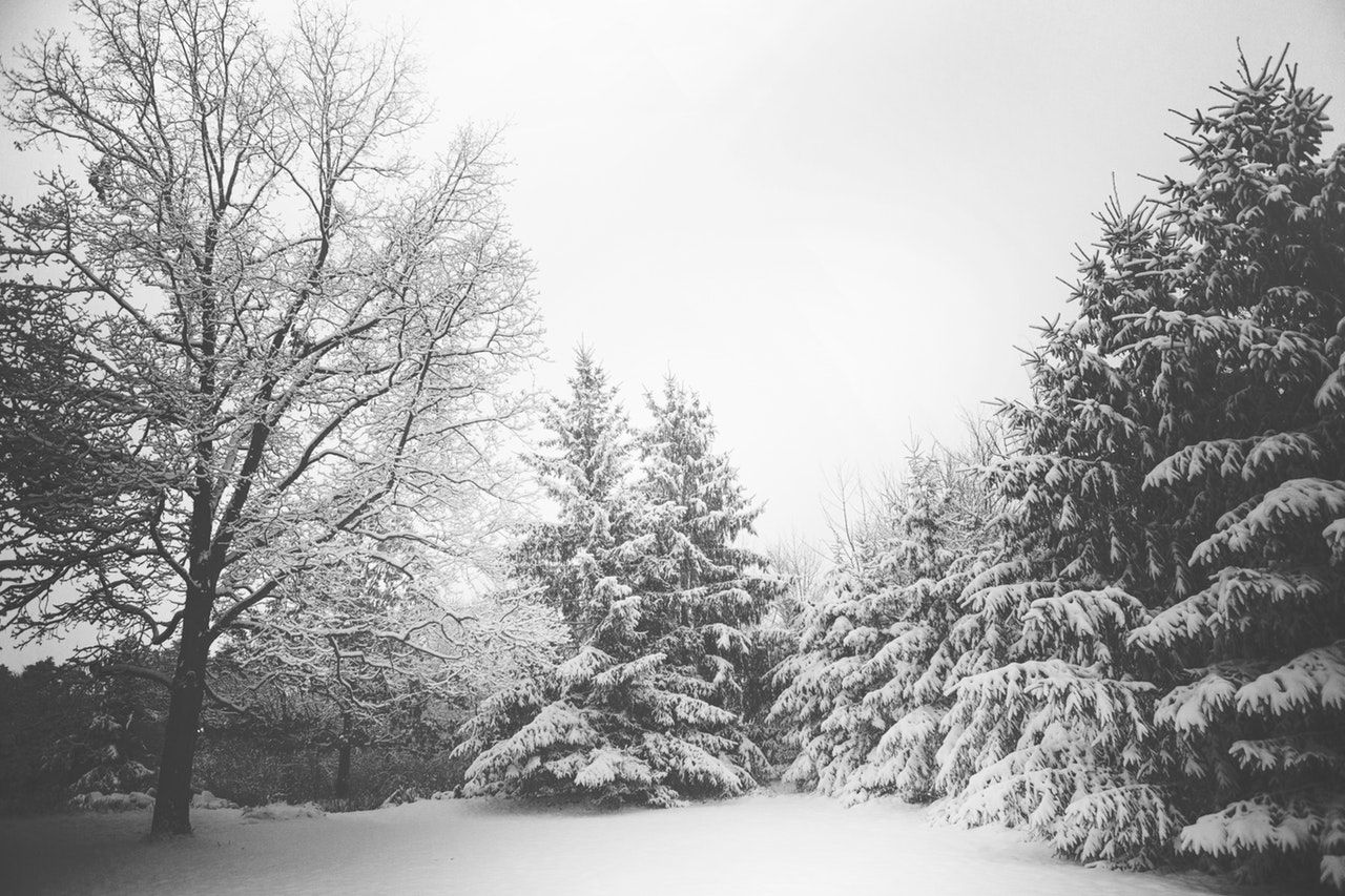 A black and white photo of a snowy forest with trees covered in snow