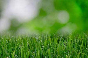 A close up of a field of green grass with a blurry background.