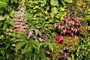 A wall filled with lots of different types of plants.