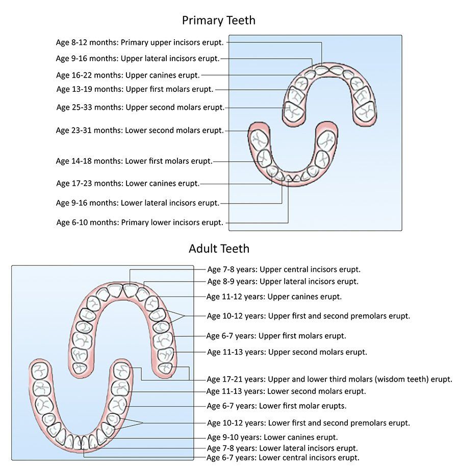 A diagram of a child 's teeth and an adult teeth.