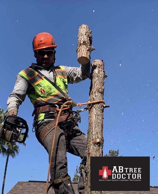 Tree Removal Bakersfield, CA AB Tree Doctor