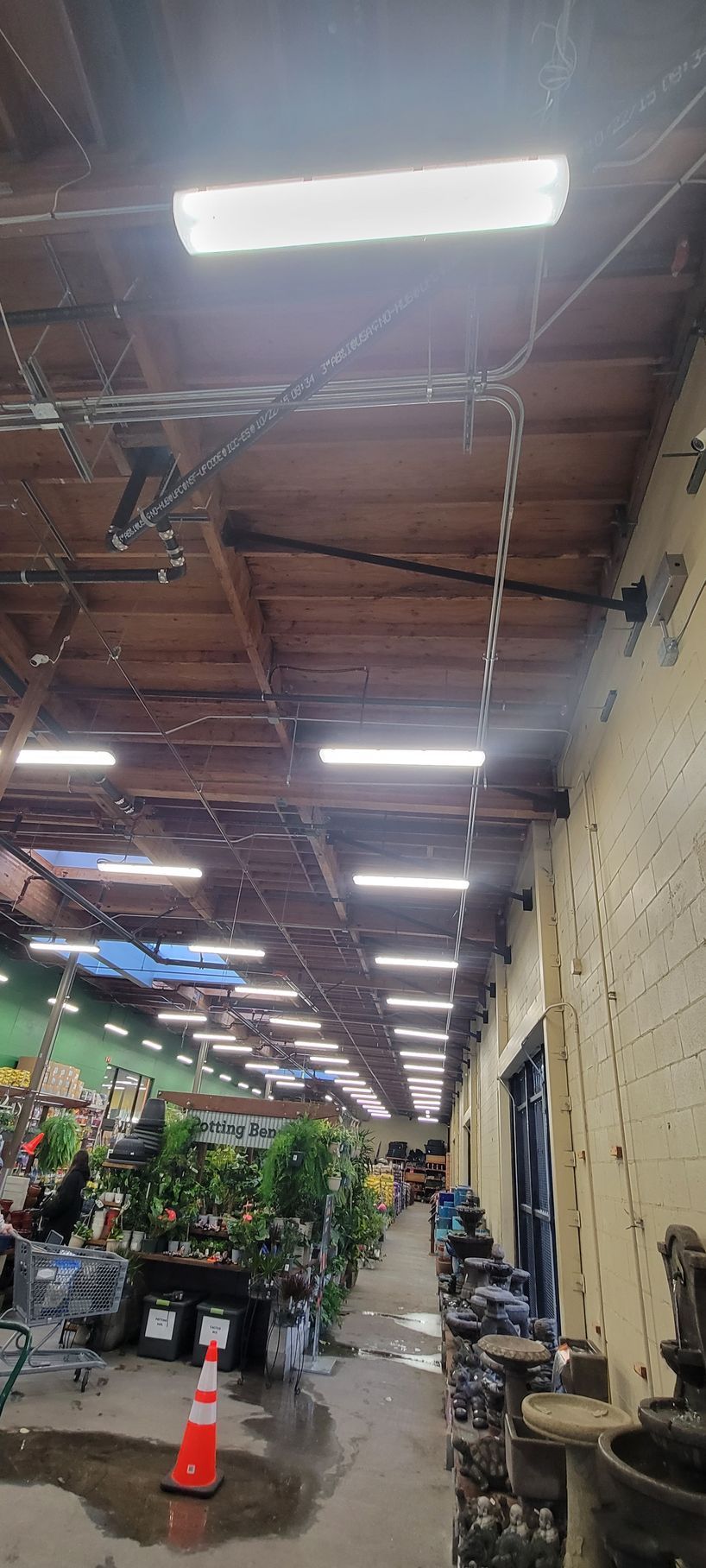Warehouse aisle with stacked plants, orange traffic cone, and rows of overhead lights under a wooden ceiling