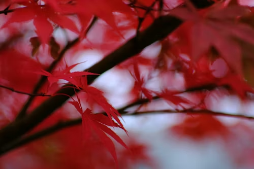 Vibrant red maple leaves on dark branches against a soft, out-of-focus background.