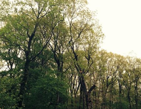 Trees with green leaves against a light, overcast sky.