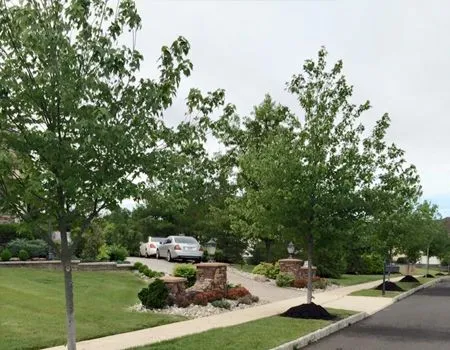 Tree-lined suburban sidewalk beside a landscaped curb with a parked white truck and overcast sky