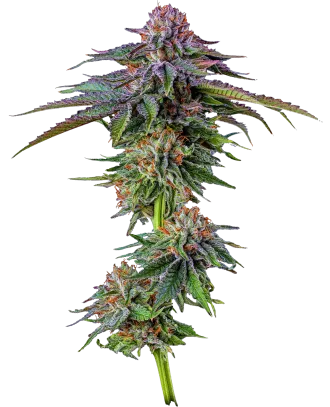 A purple cannabis bud with orange hairs and green leaves on a white background