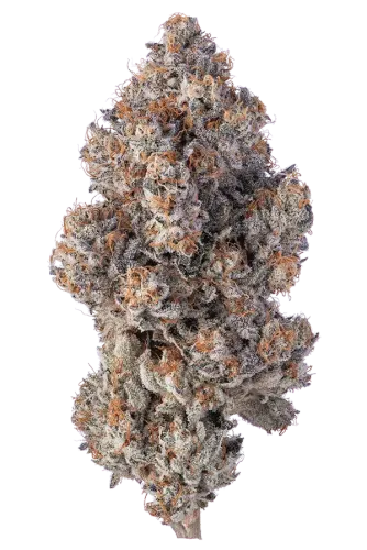 cannabis flower with purple hairs