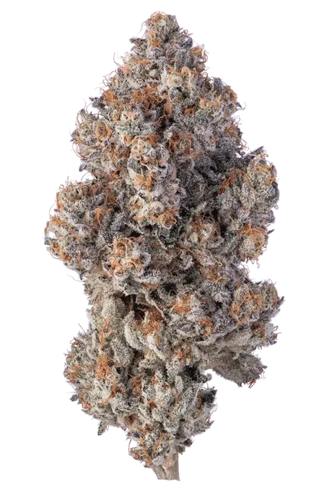 cannabis nug with orange hairs