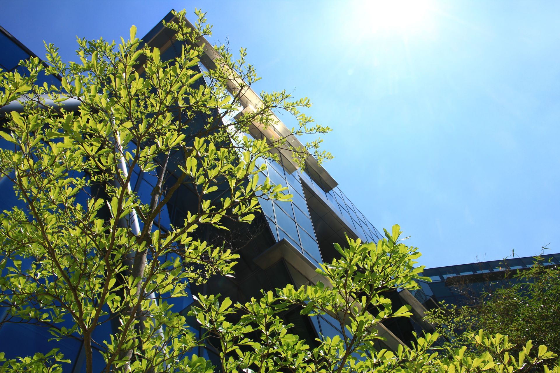 Bâtiment baigné de soleil avec des fenêtres en verre bleu encadrées par des branches d'arbres d'un vert éclatant