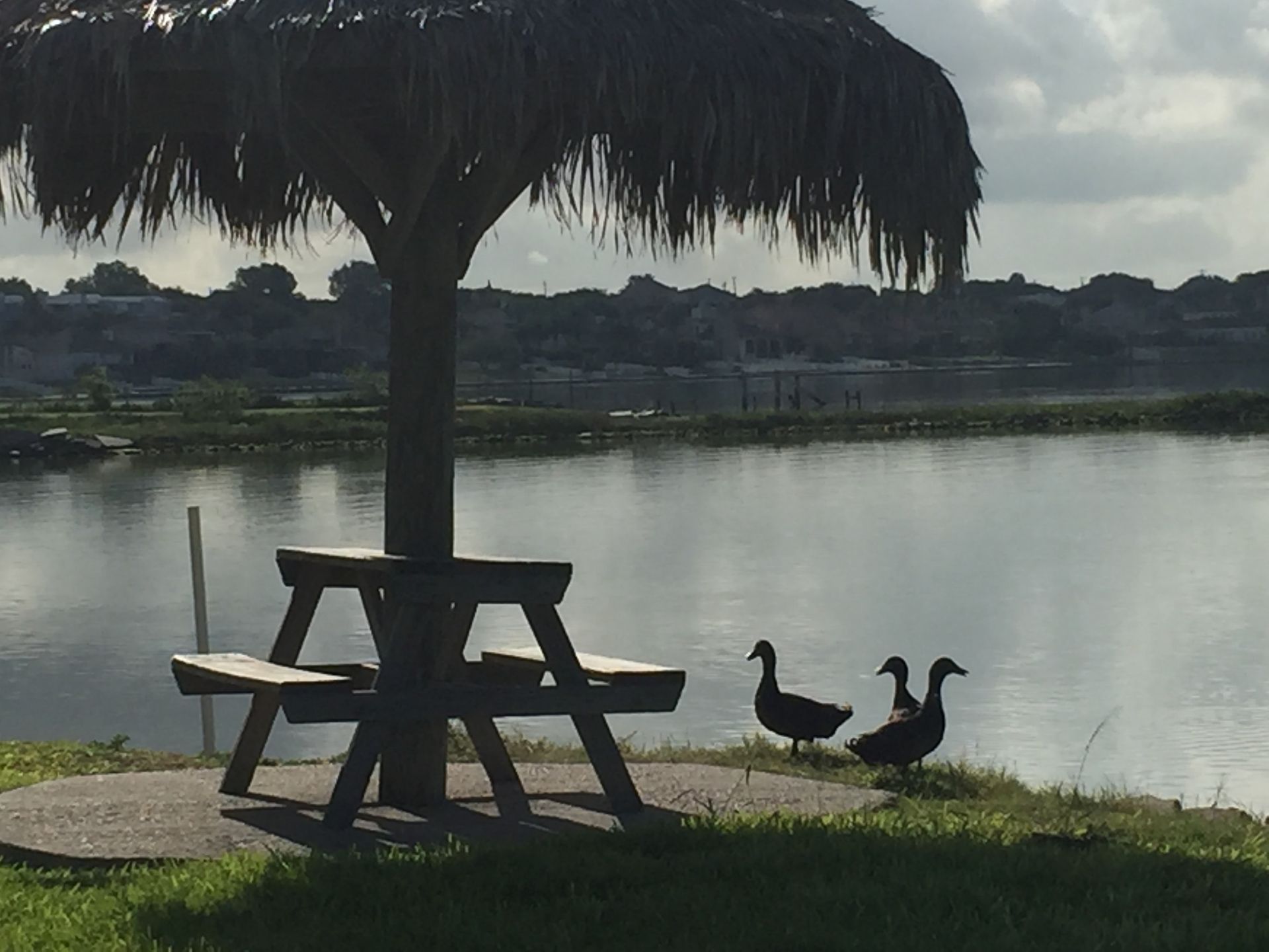 Ducks standing under an umbrella next to a picnic table