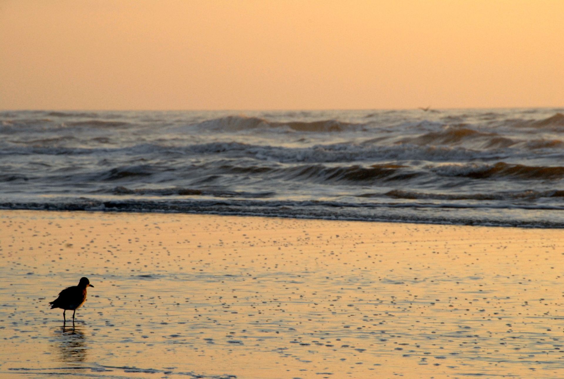 A seagull is standing on the beach near the ocean