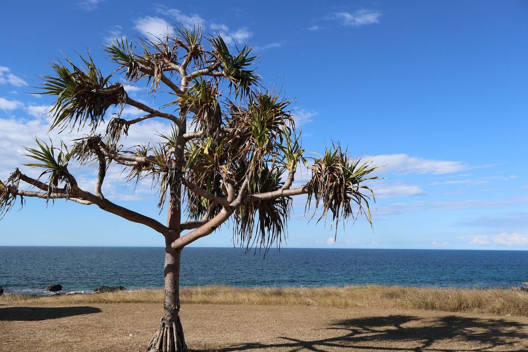 Wind-bent tree on a sandy beach under a bright blue sky, with the ocean in the background
