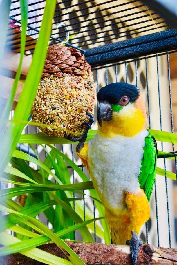 Colourful Bird in a Cage  With Bird Feed Ball — Mackay City Pet Barn in South Mackay, QLD
